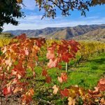 terreno agricolo in vendita a Canelli