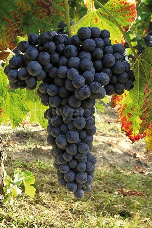 terreno agricolo in vendita a Casorzo Monferrato