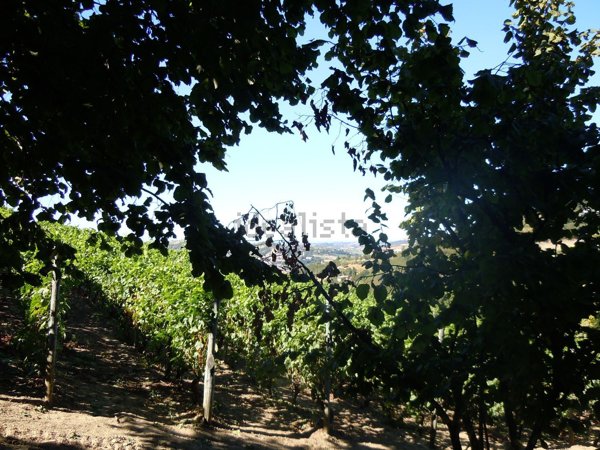 pentavano in vendita a Cassinasco