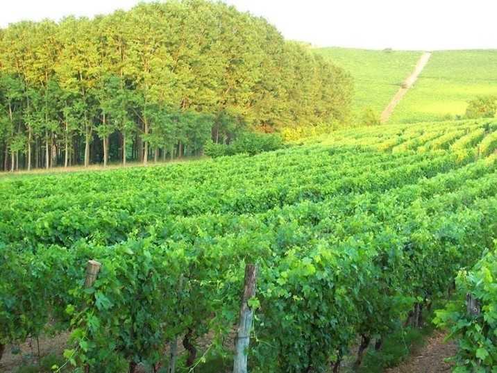 terreno agricolo in vendita a Castelnuovo Belbo