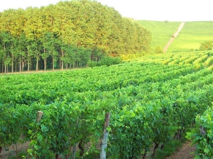 terreno agricolo in vendita a Castelnuovo Belbo