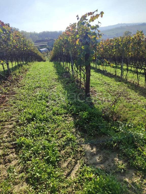 terreno agricolo in vendita a Castelnuovo Calcea