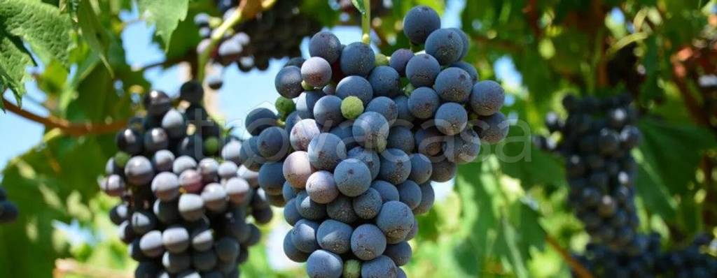 terreno agricolo in vendita a Castelnuovo Calcea