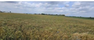 terreno agricolo in vendita a Cellarengo