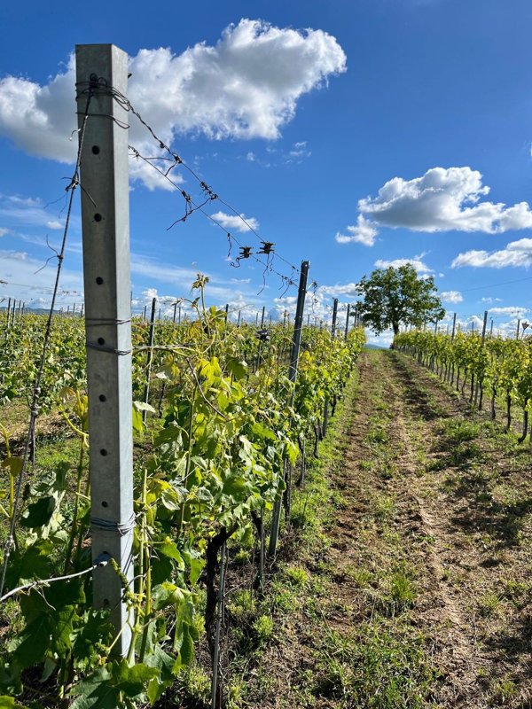 casa indipendente in vendita a Costigliole d'Asti
