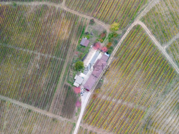 esavano in vendita a Costigliole d'Asti