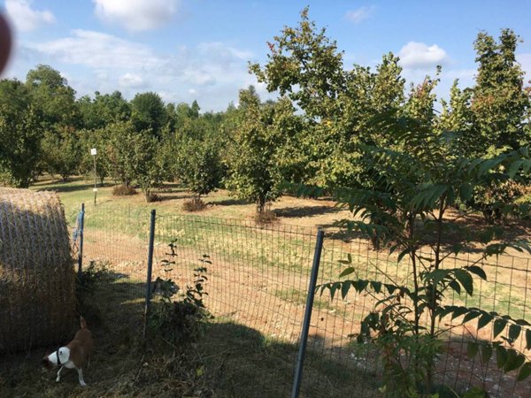 terreno agricolo in vendita a Frinco