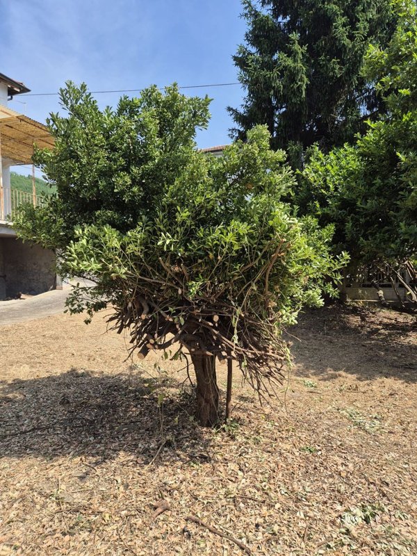 casa semindipendente in vendita a Loazzolo