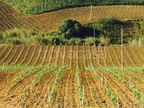 azienda agricola in vendita ad Alcamo in zona Centro Città