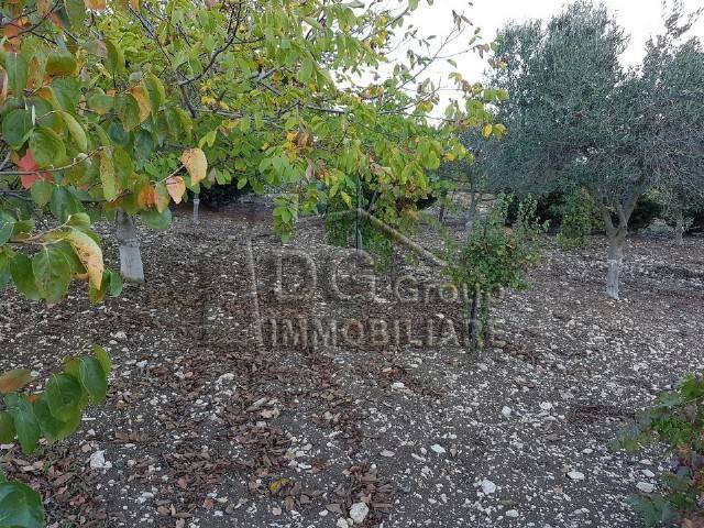 terreno agricolo in vendita ad Alcamo