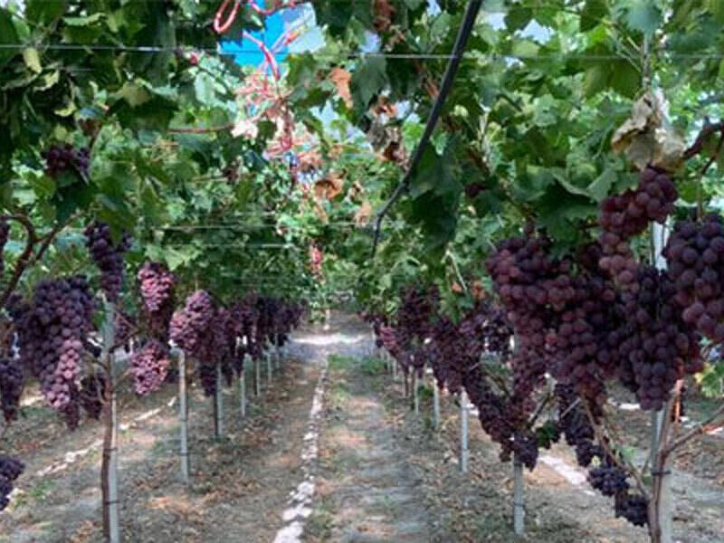 terreno agricolo in vendita ad Alcamo