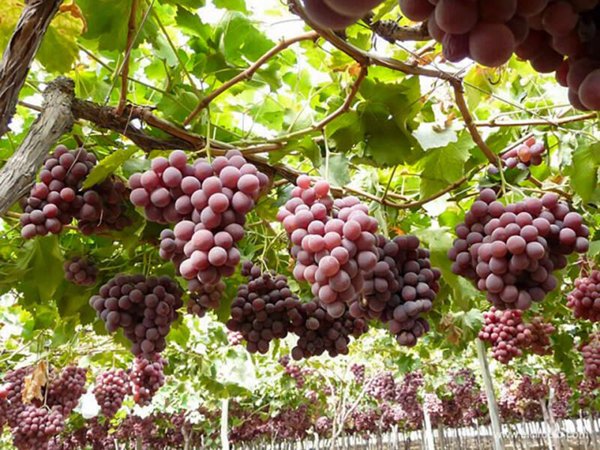 terreno agricolo in vendita ad Alcamo