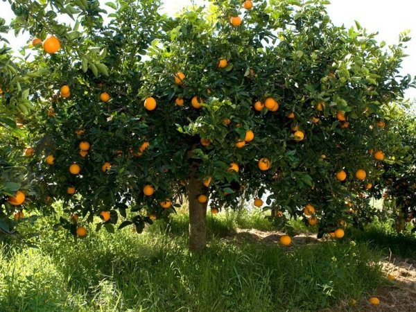 casale in vendita ad Alcamo in zona Centro Città