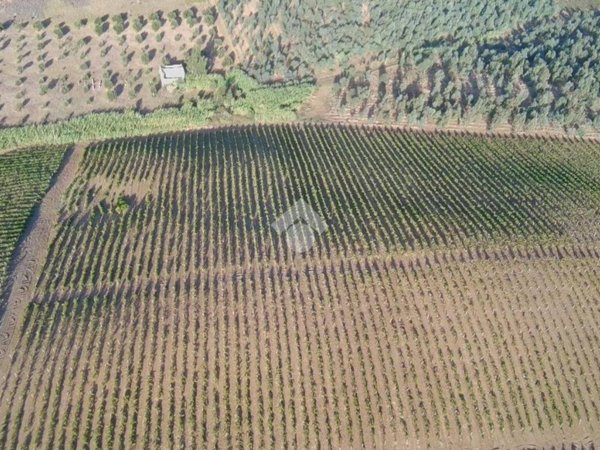 terreno agricolo in vendita ad Alcamo in zona Fico