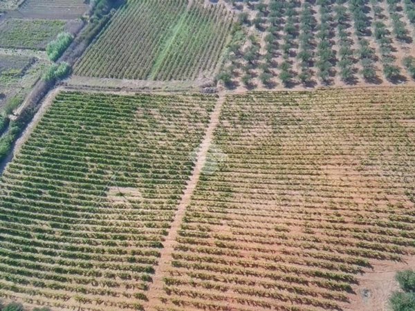 terreno in vendita ad Alcamo in zona Fico