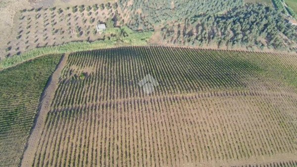 terreno in vendita ad Alcamo in zona Fico