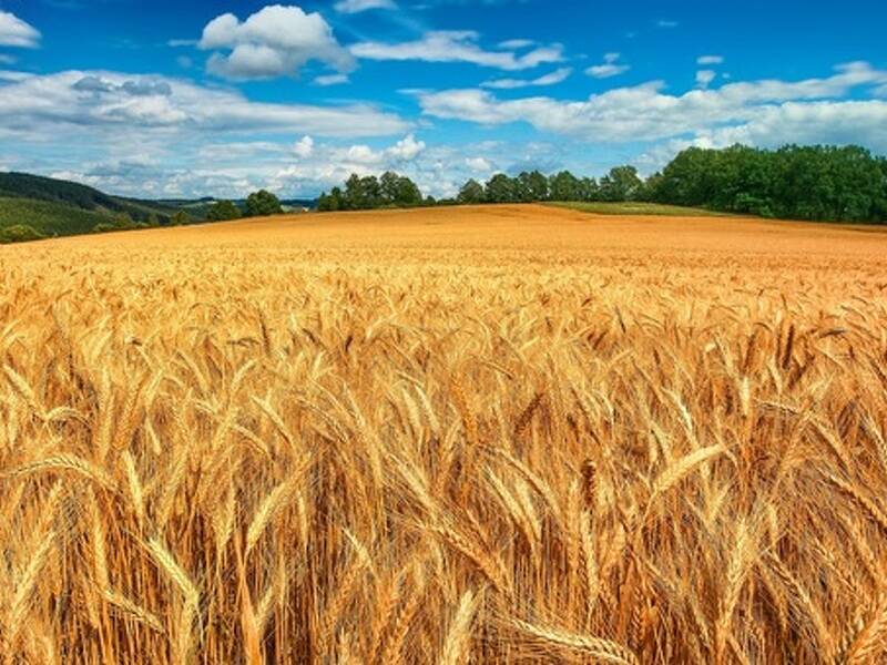 terreno agricolo in vendita a Buseto Palizzolo in zona Bruca