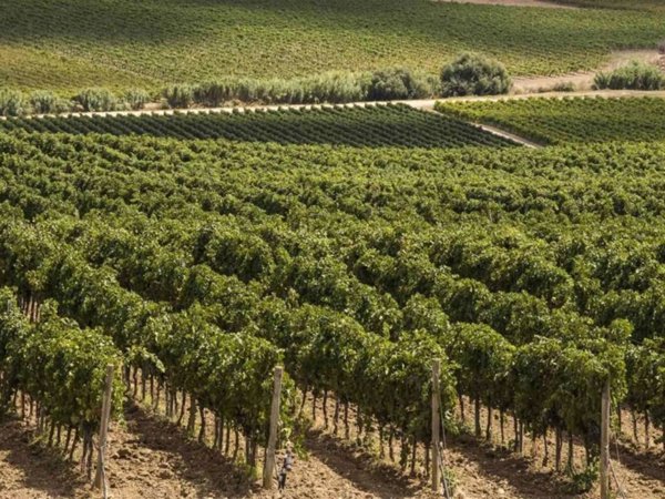 terreno agricolo in vendita a Calatafimi-Segesta