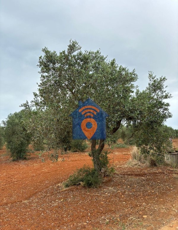terreno agricolo in vendita a Campobello di Mazara in zona Tre Fontane
