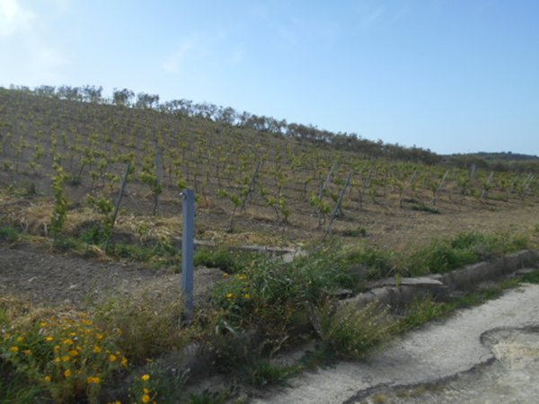 terreno edificabile in vendita a Castelvetrano