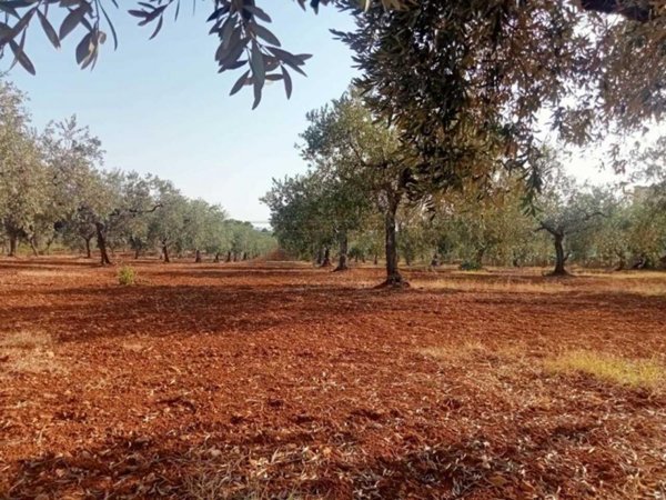 terreno agricolo in vendita a Castelvetrano