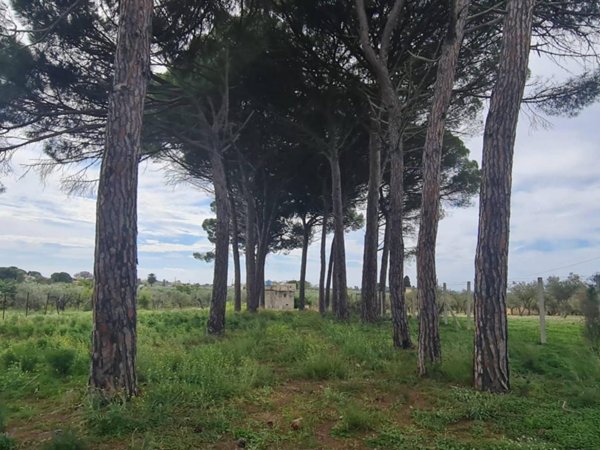 terreno agricolo in vendita a Castelvetrano