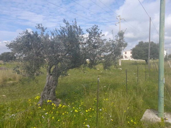 terreno edificabile in vendita a Castelvetrano in zona Marinella di Selinunte