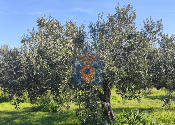 terreno agricolo in vendita a Castelvetrano