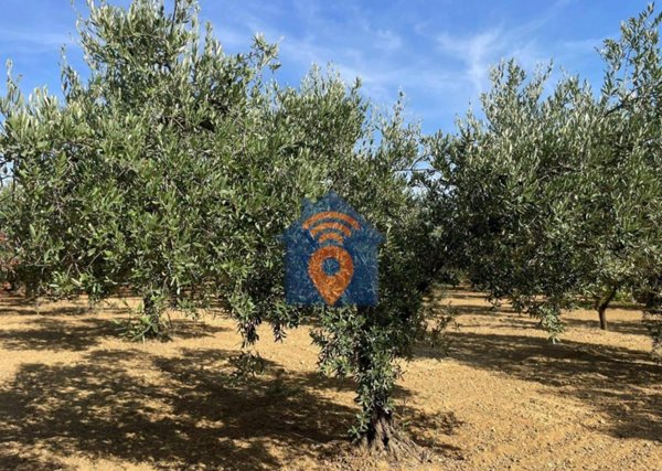 terreno agricolo in vendita a Castelvetrano