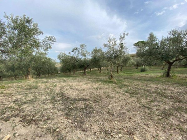 terreno agricolo in vendita a Castelvetrano