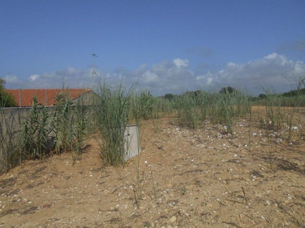terreno edificabile in vendita a Castelvetrano in zona Triscina di Selinunte