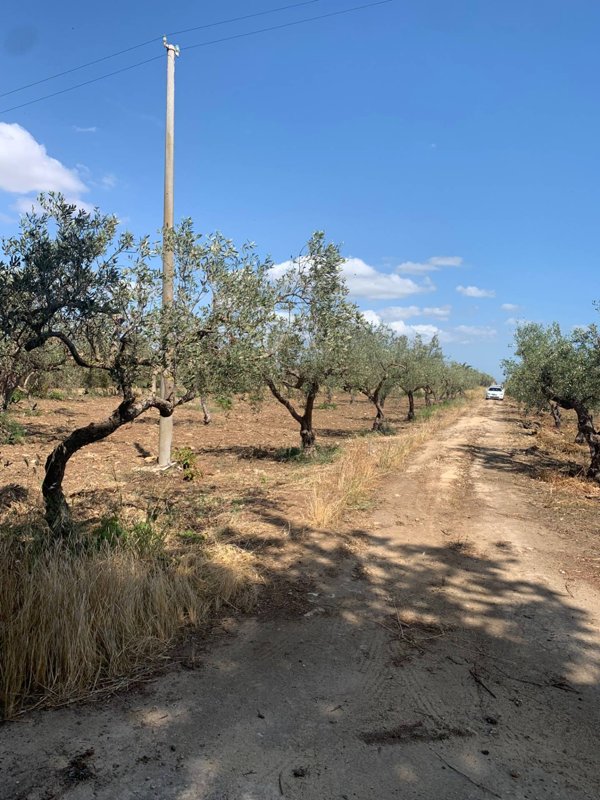 terreno edificabile in vendita a Castelvetrano in zona Marinella di Selinunte