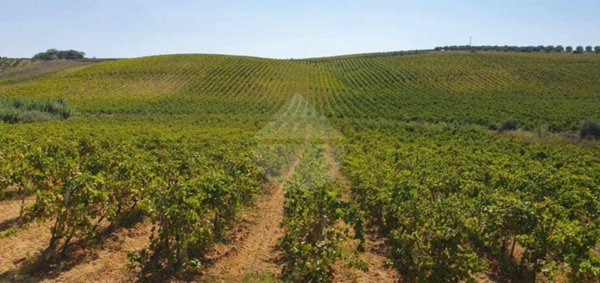 terreno agricolo in vendita a Castelvetrano in zona Marinella di Selinunte