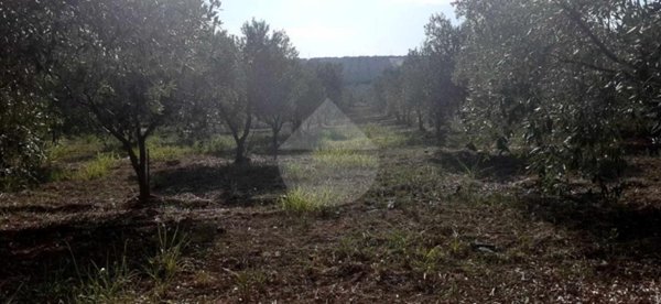 terreno agricolo in vendita a Castelvetrano