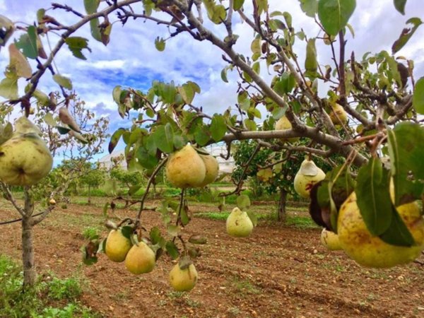 terreno agricolo in vendita a Castelvetrano