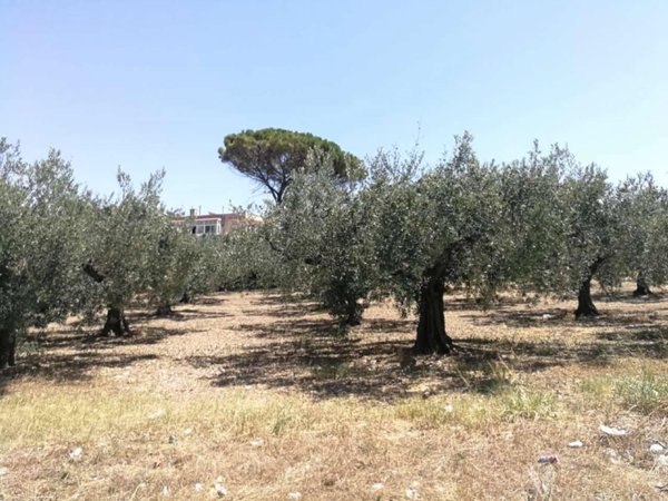 terreno agricolo in vendita a Castelvetrano