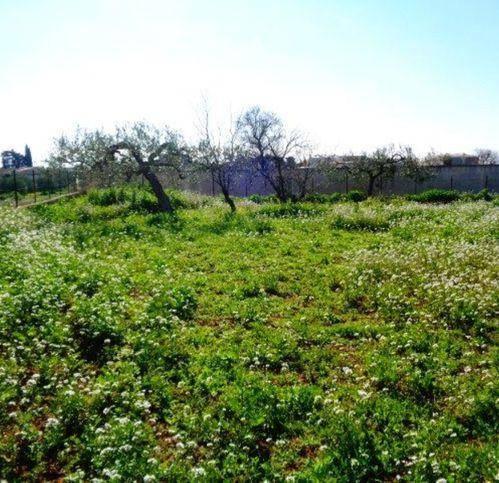 terreno agricolo in vendita a Castelvetrano