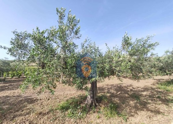 terreno agricolo in vendita a Castelvetrano in zona Marinella di Selinunte