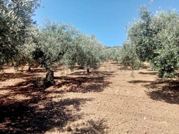 terreno agricolo in vendita a Castelvetrano