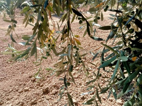 terreno agricolo in vendita a Castelvetrano