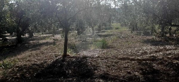 terreno edificabile in vendita a Castelvetrano