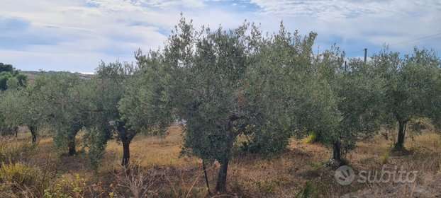 terreno agricolo in vendita a Castelvetrano