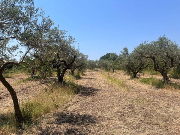 terreno agricolo in vendita a Castelvetrano
