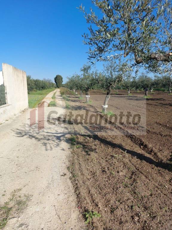 terreno agricolo in vendita a Castelvetrano