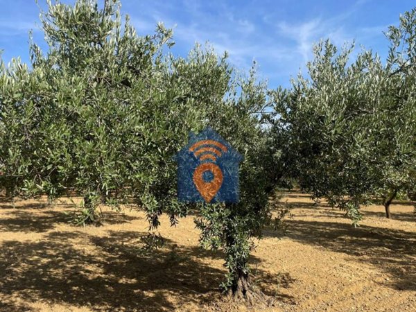 terreno agricolo in vendita a Castelvetrano