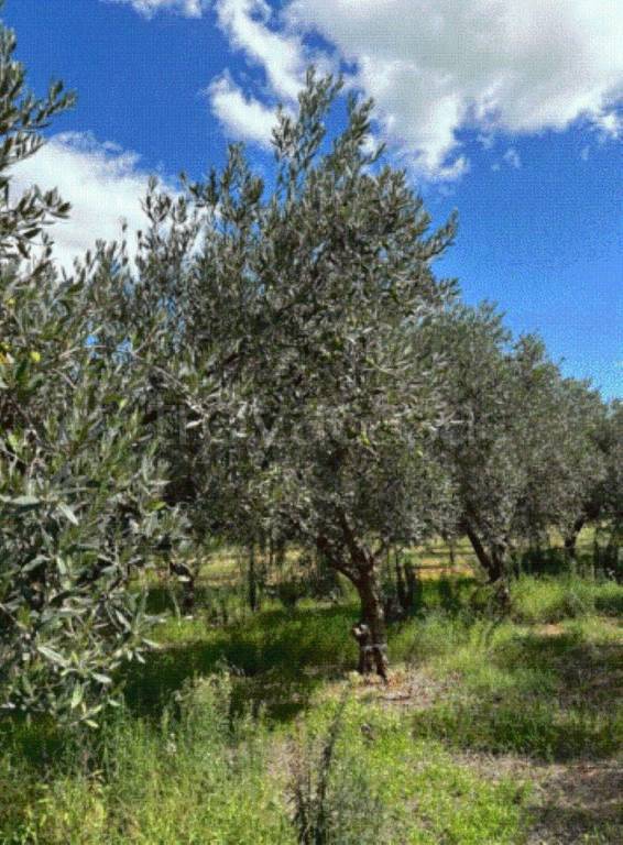terreno edificabile in vendita a Castelvetrano