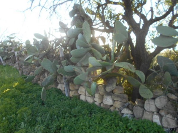 terreno edificabile in vendita a Castelvetrano