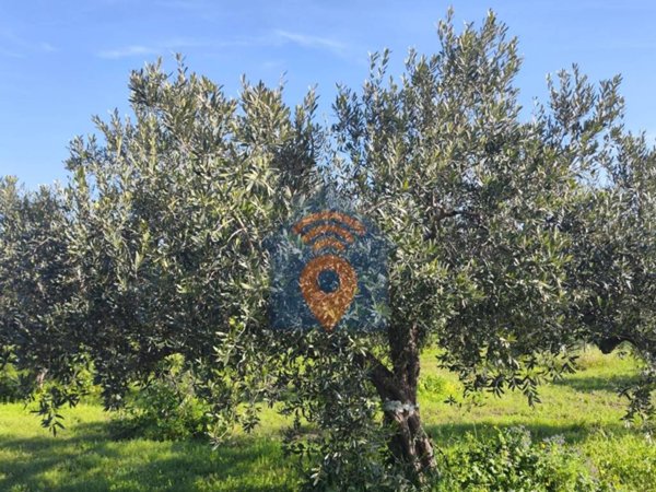 terreno agricolo in vendita a Castelvetrano