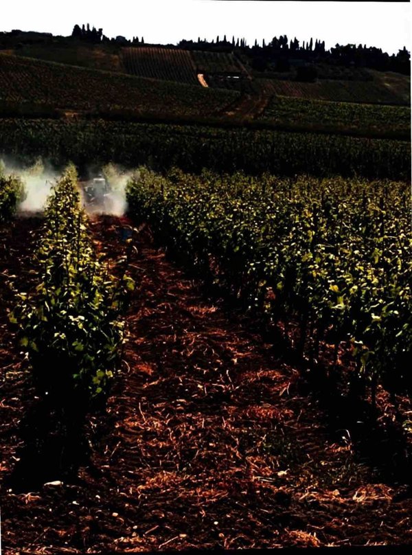 terreno agricolo in vendita a Castelvetrano