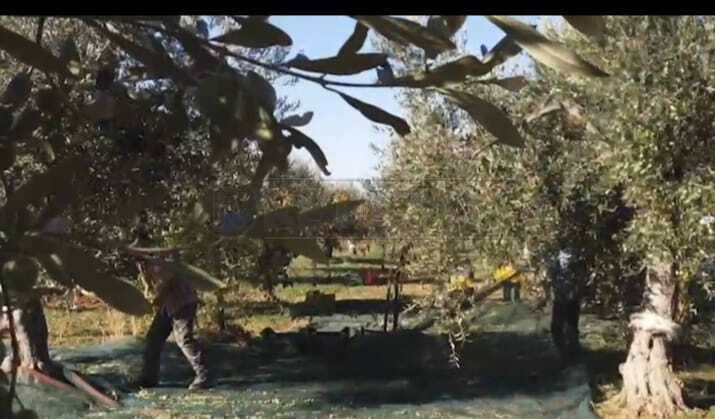 azienda agricola in vendita a Castelvetrano
